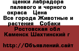 щенки лабрадора палевого и черного окраса › Цена ­ 30 000 - Все города Животные и растения » Собаки   . Ростовская обл.,Каменск-Шахтинский г.